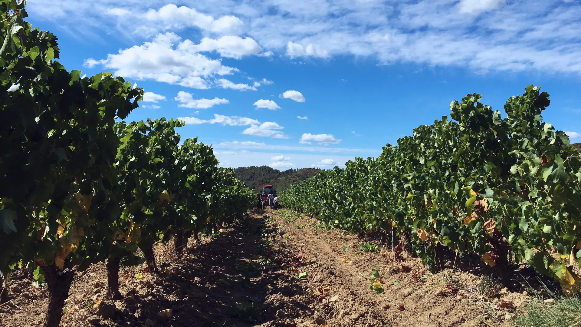 Vendanges