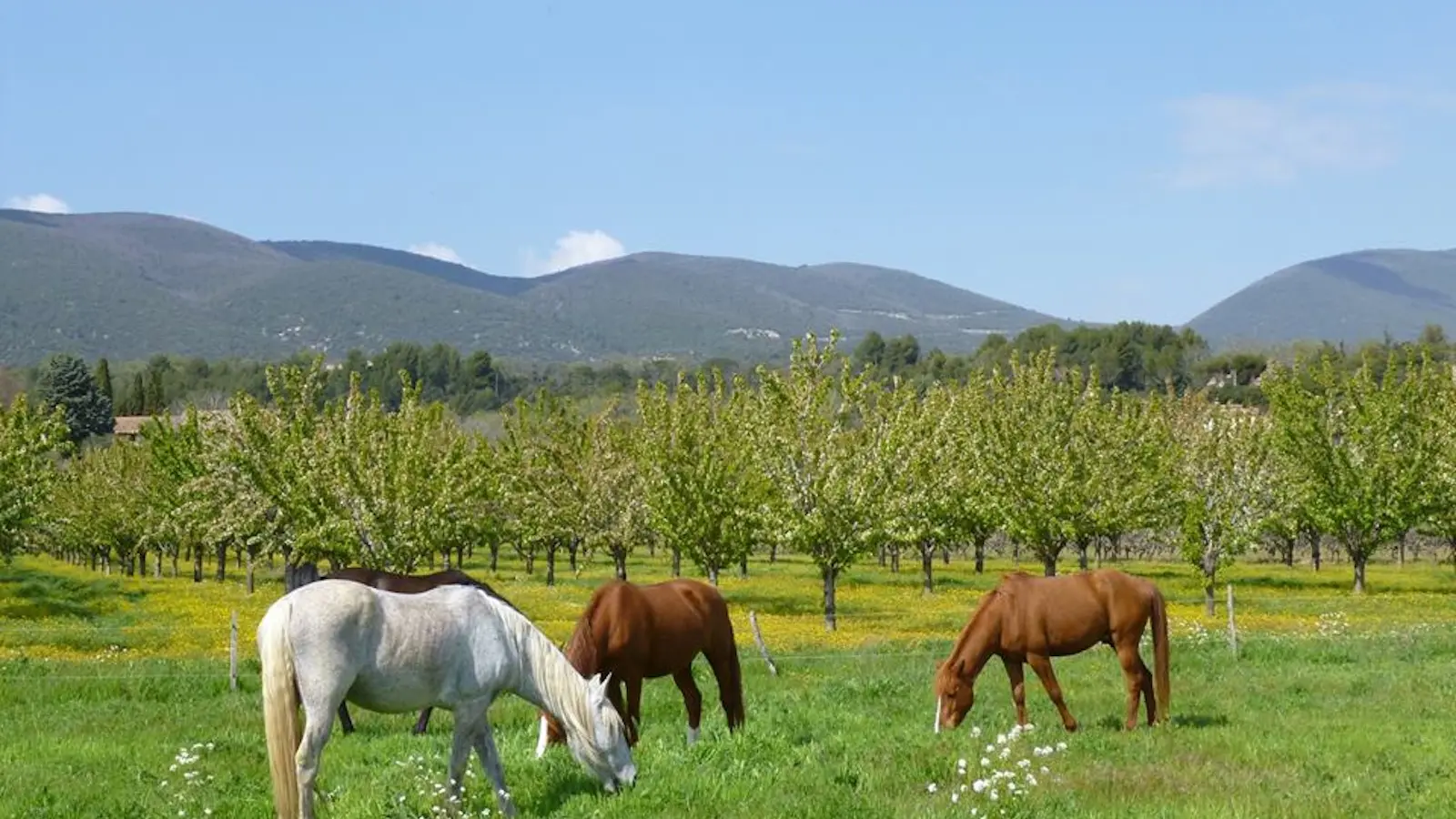 Cheval Enjeu