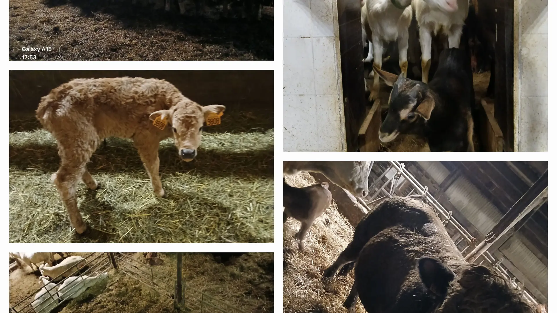 Visite du GAEC du Banc du Peyron_Saint-Bonnet-en-Champsaur