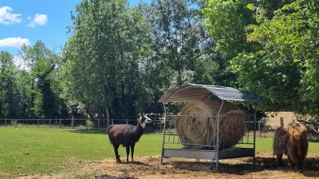 Sur place découverte de la mini-ferme d'Audrey & Pascal : cochon, lama, veau Highland, ânes..