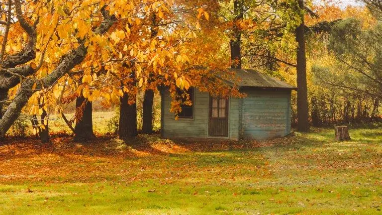 Cabane fougères