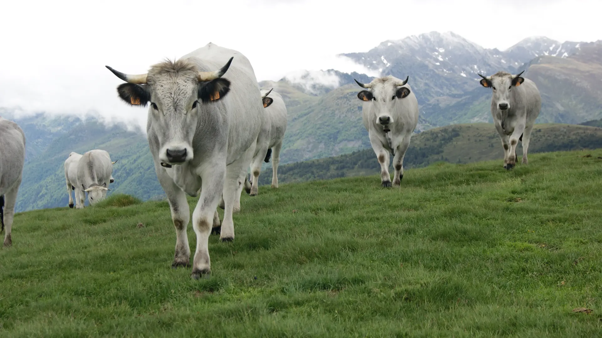 Vaches Gasconnes