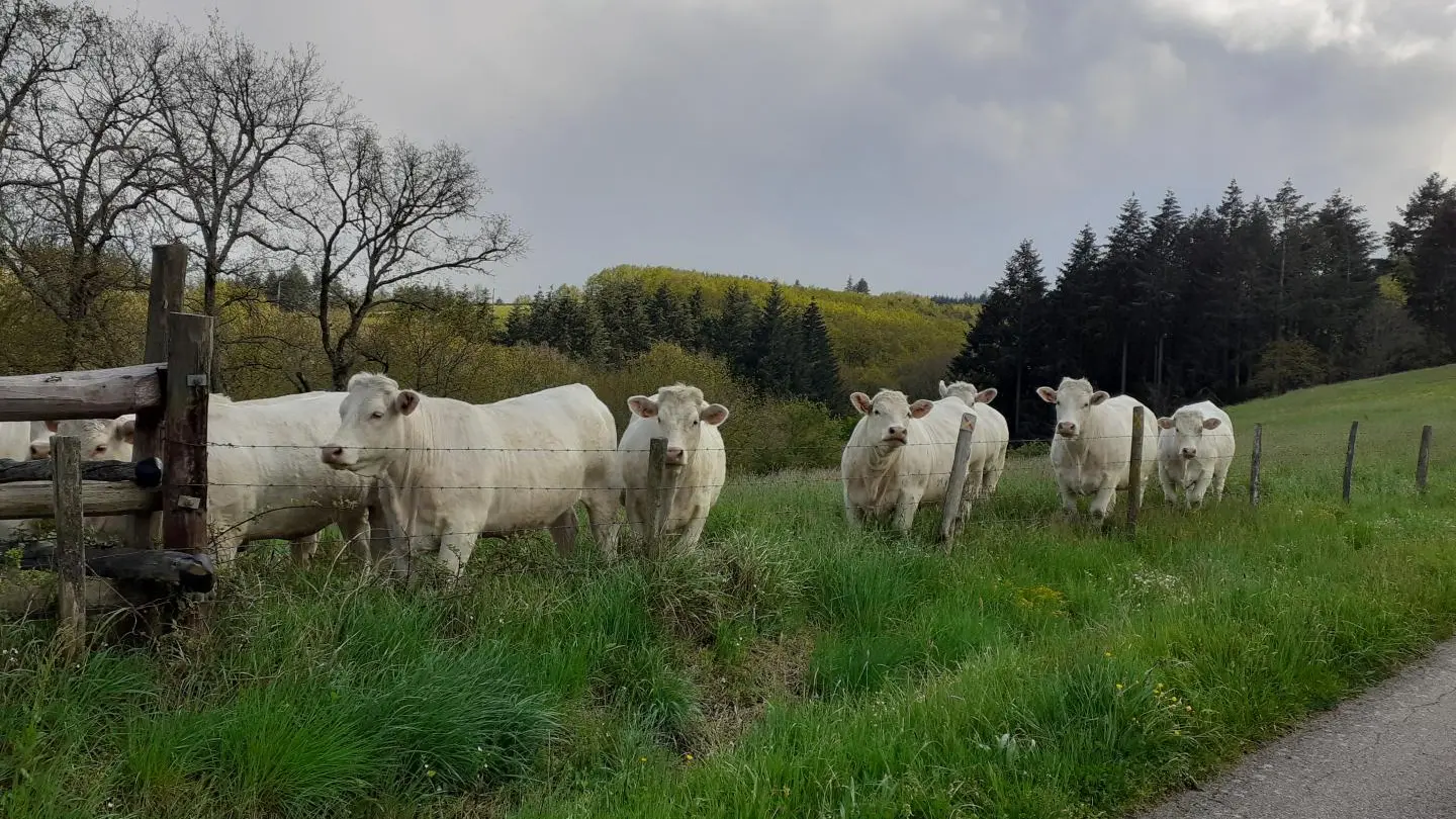 Troupeau de Charolaises sur le chemin des Côtes.