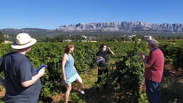 Les Vignobles au Pays de Cézanne