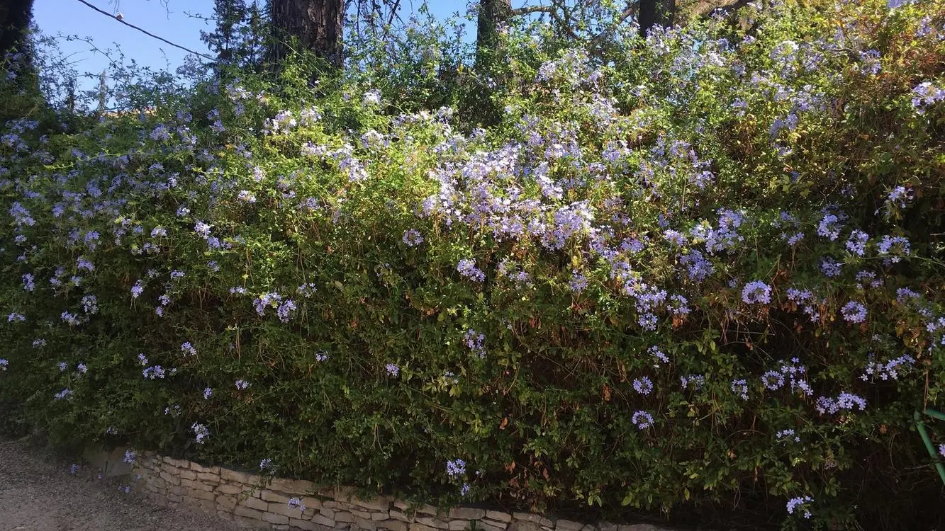 PLUMBAGO