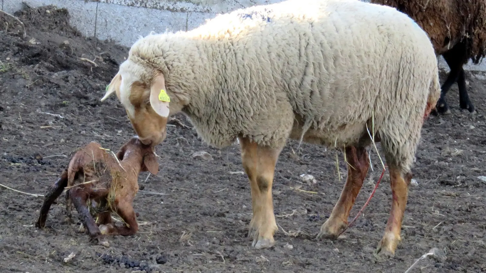 La mère et l'agneau