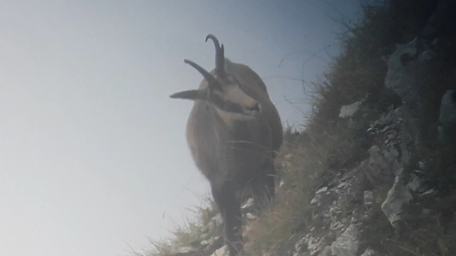 Observation de la faune