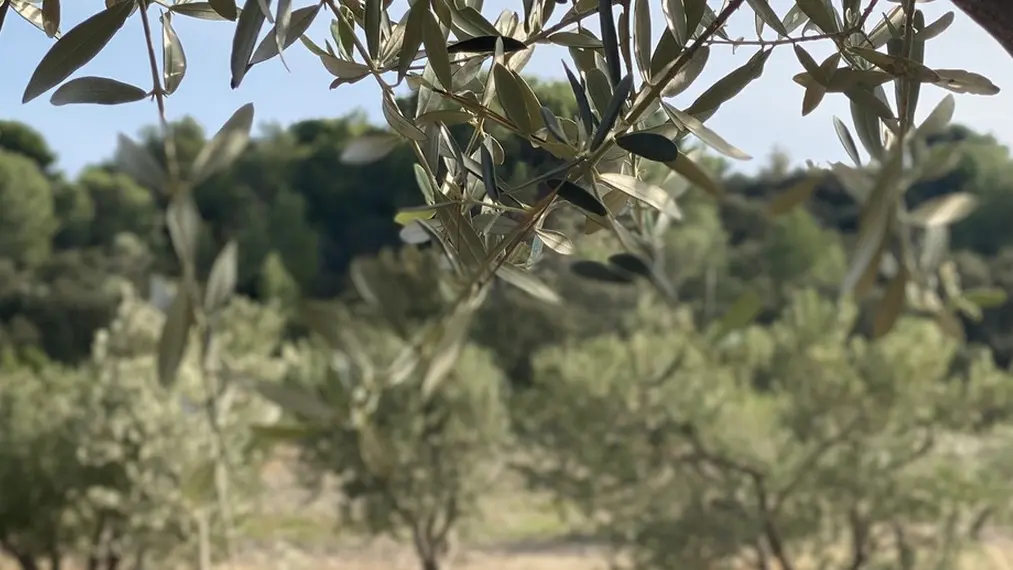 Domaine du Temps Perdu à Mouriès