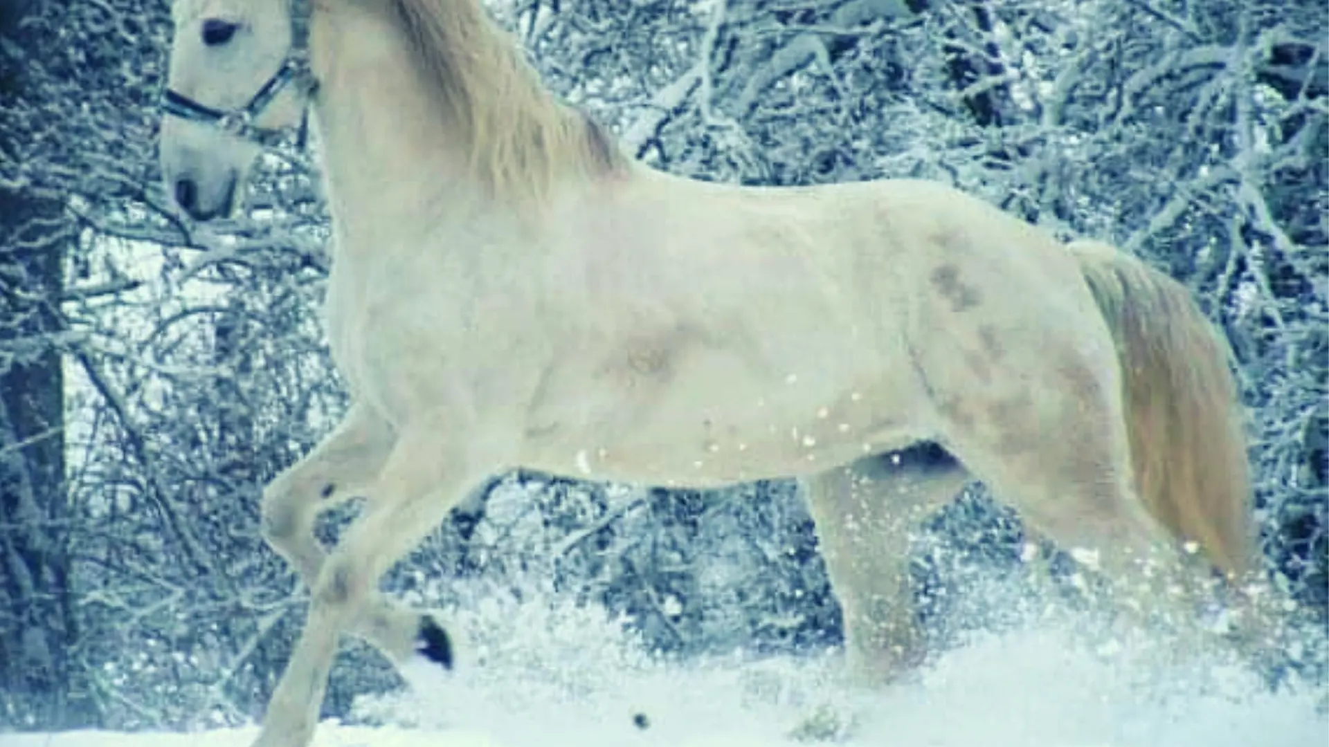 cheval blanc qui court dans la neige