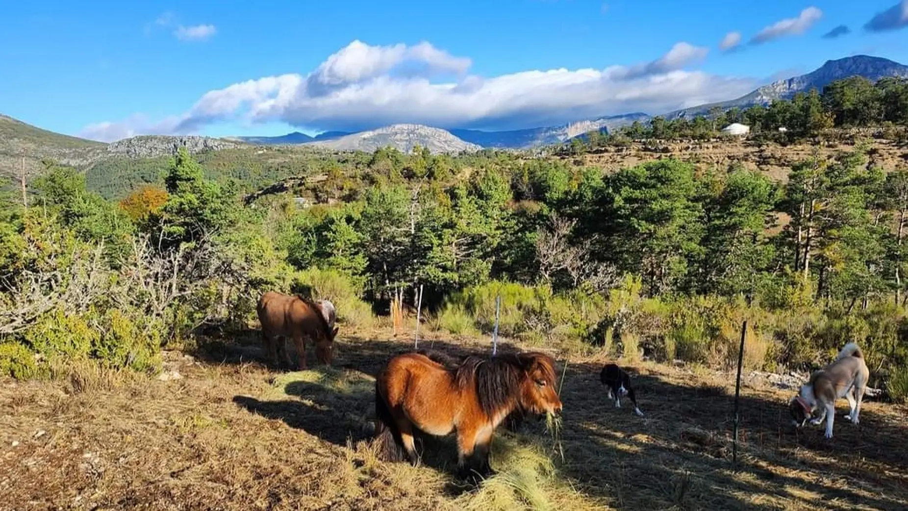 Nos poneys