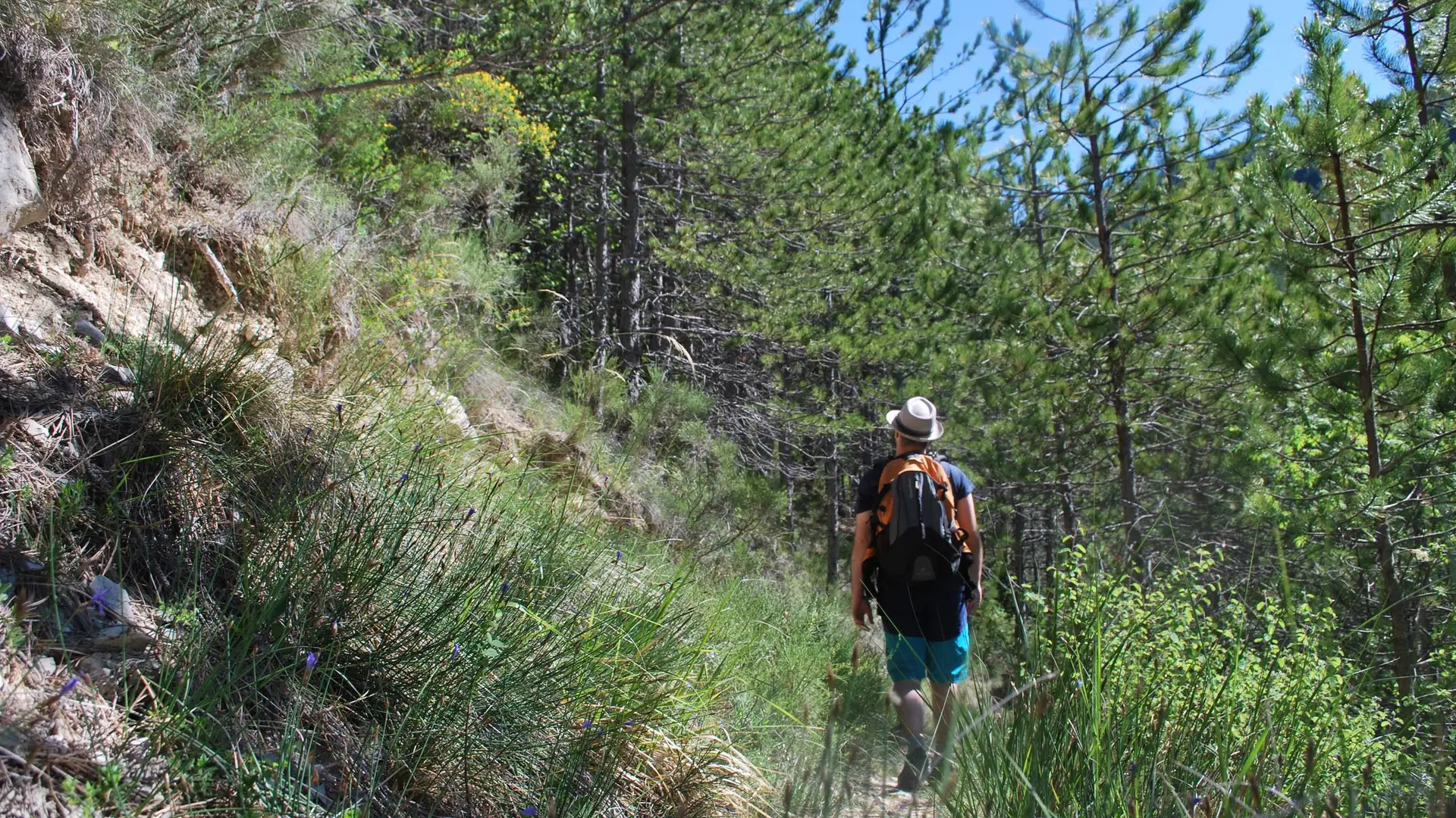 Pins aux abords du sentier