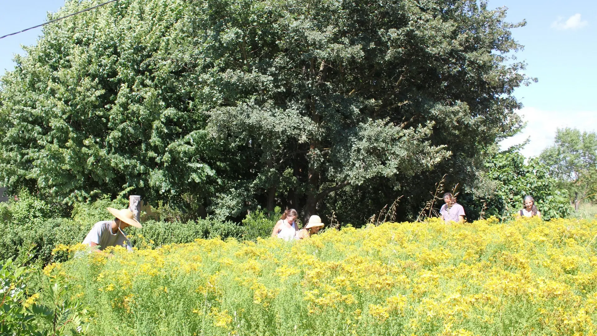Les Sentiers de l'Abondance_Eygalières_champ