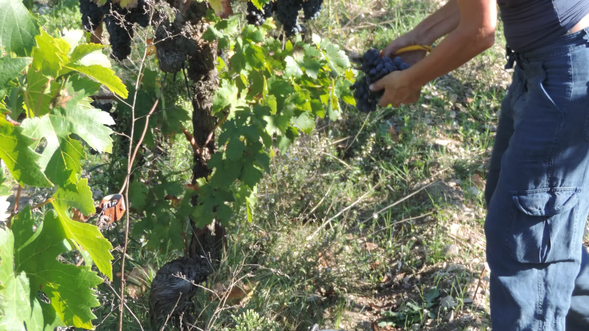 Domaine La Chochotte du Boulon