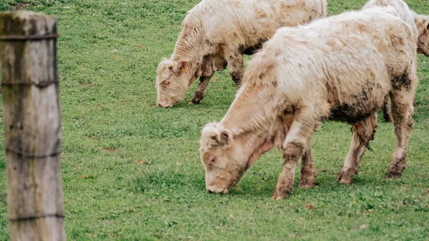 Deux vaches blanches broutent dans un pré.
