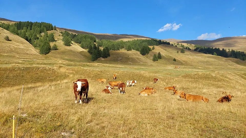 Les vaches en alpage