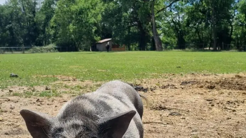 La mini-ferme d'Audrey & Pascal.