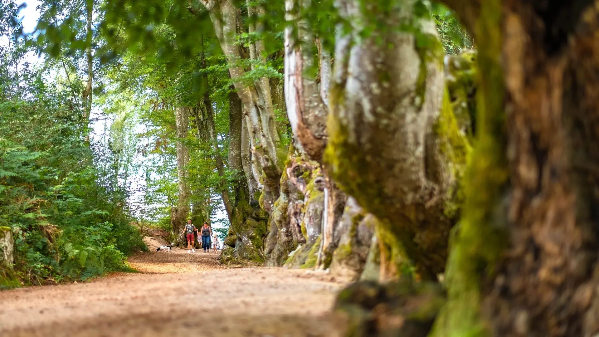 L'allée des géants à Saint-Nicolas-des-Biefs