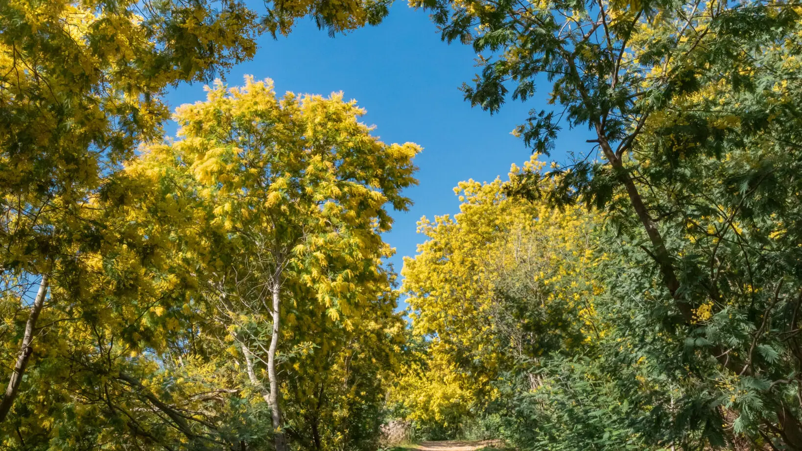 Sentier mimosa