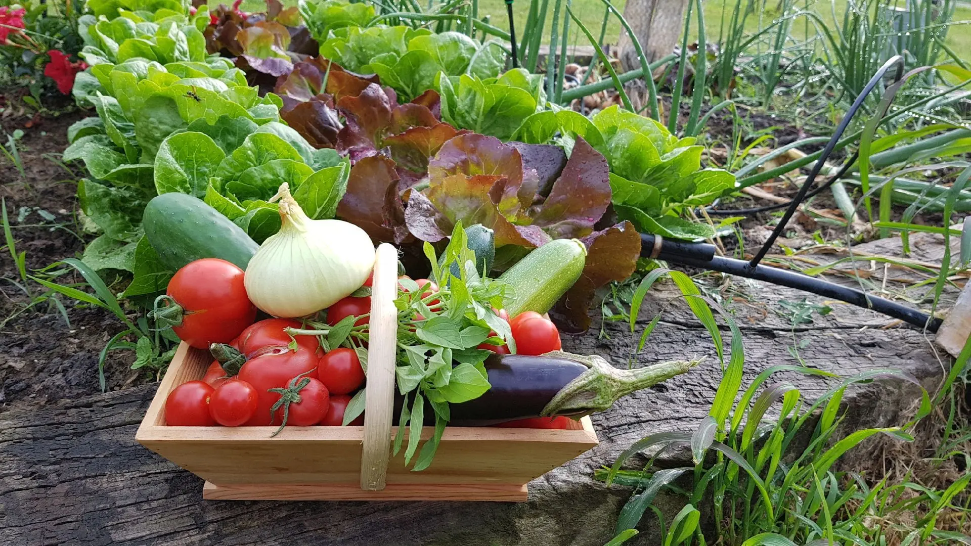 Petit jardin en culture BIO.