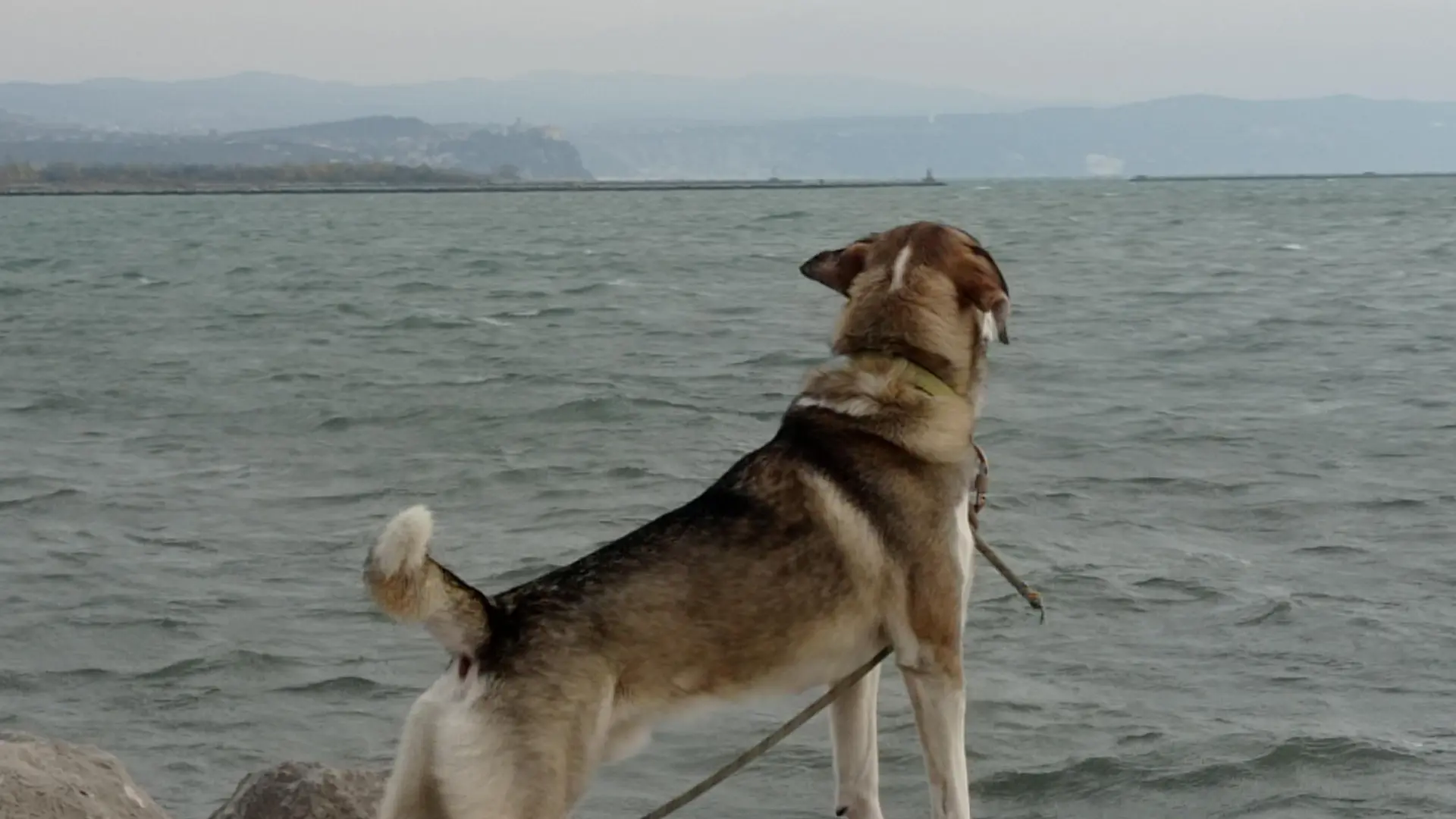 Balade tractée par les chiens avec Lisa Plaza