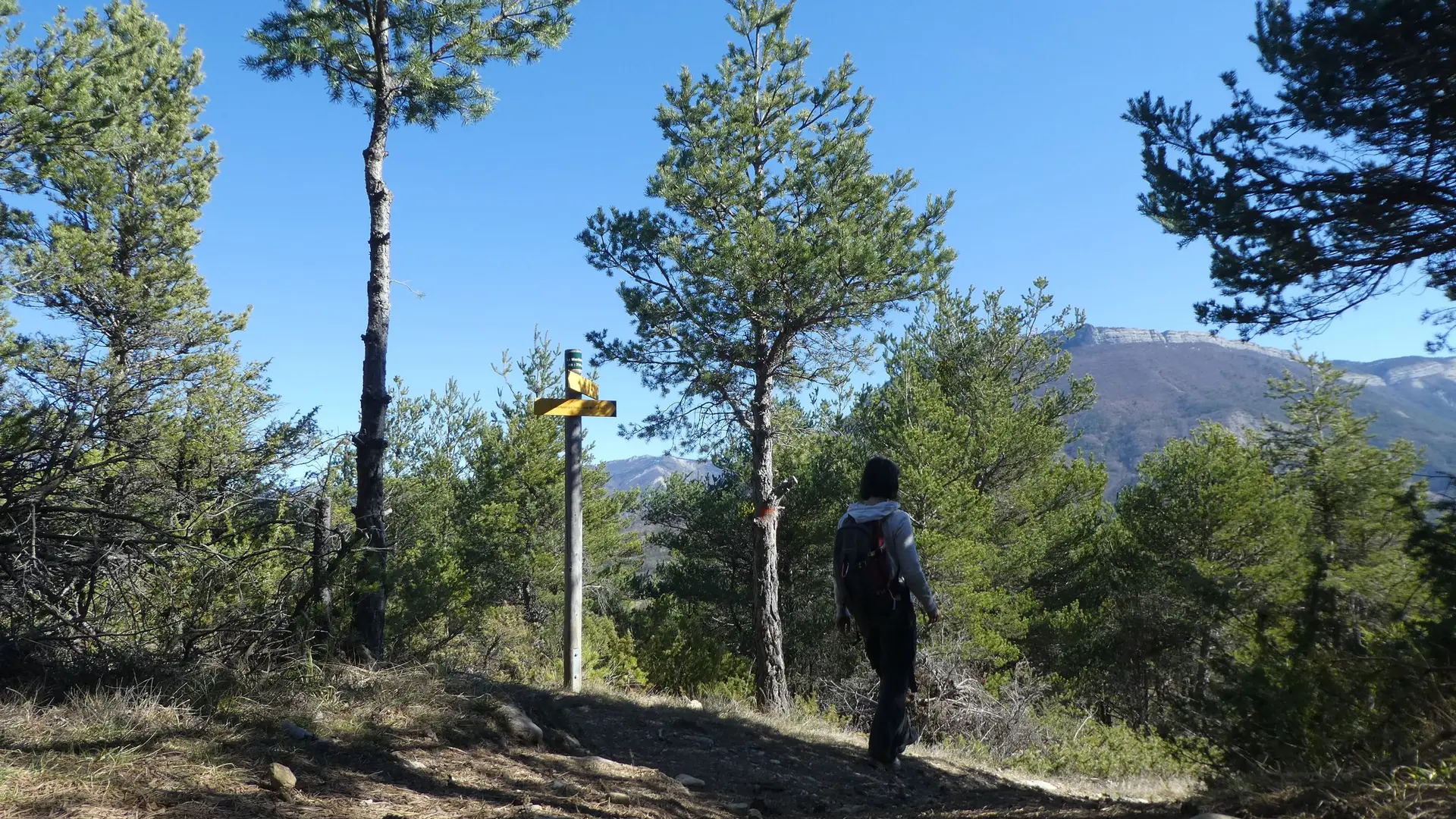 Portion boisée, sous les pins