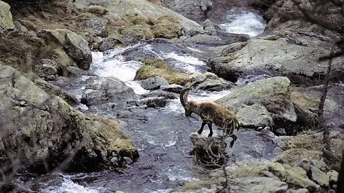 Un bouquetin mâle, (Capra ibex), en train de franchir un torrent dans le secteur du lac Agnel dans la vallée de la Roya.