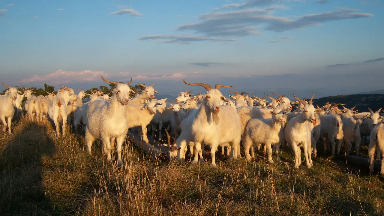 La Ferme de la Montagne