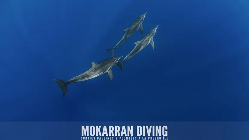 Mokarran Diving