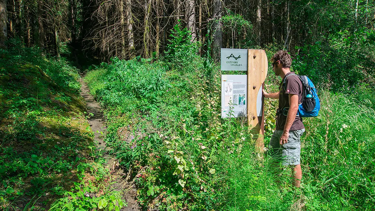 Géosite de la forêt ivre à Vailly