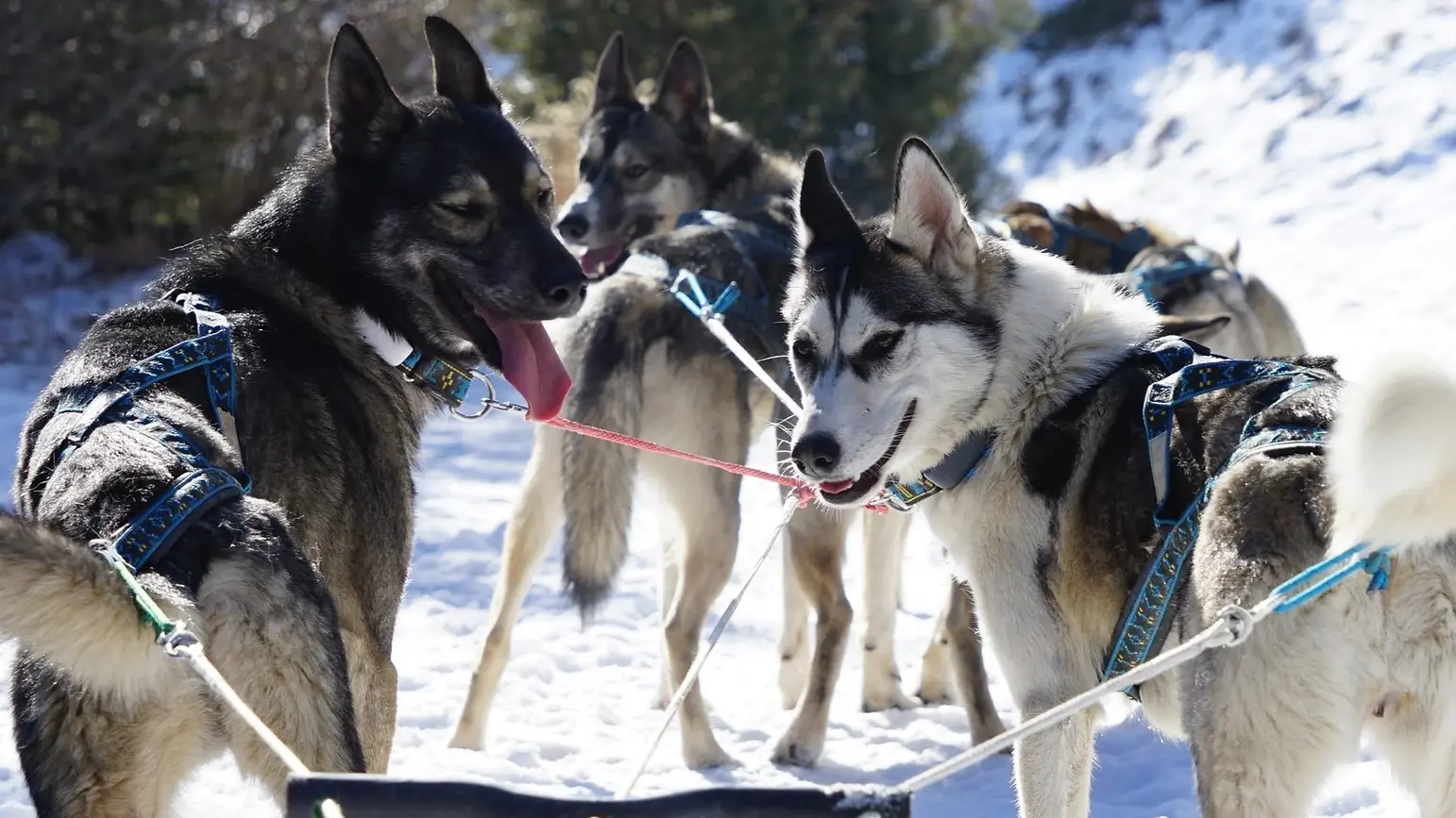 Qanittak Chiens de traîneaux