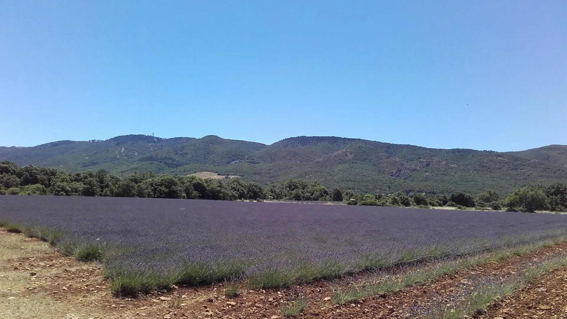 Lavandins et Grand Luberon