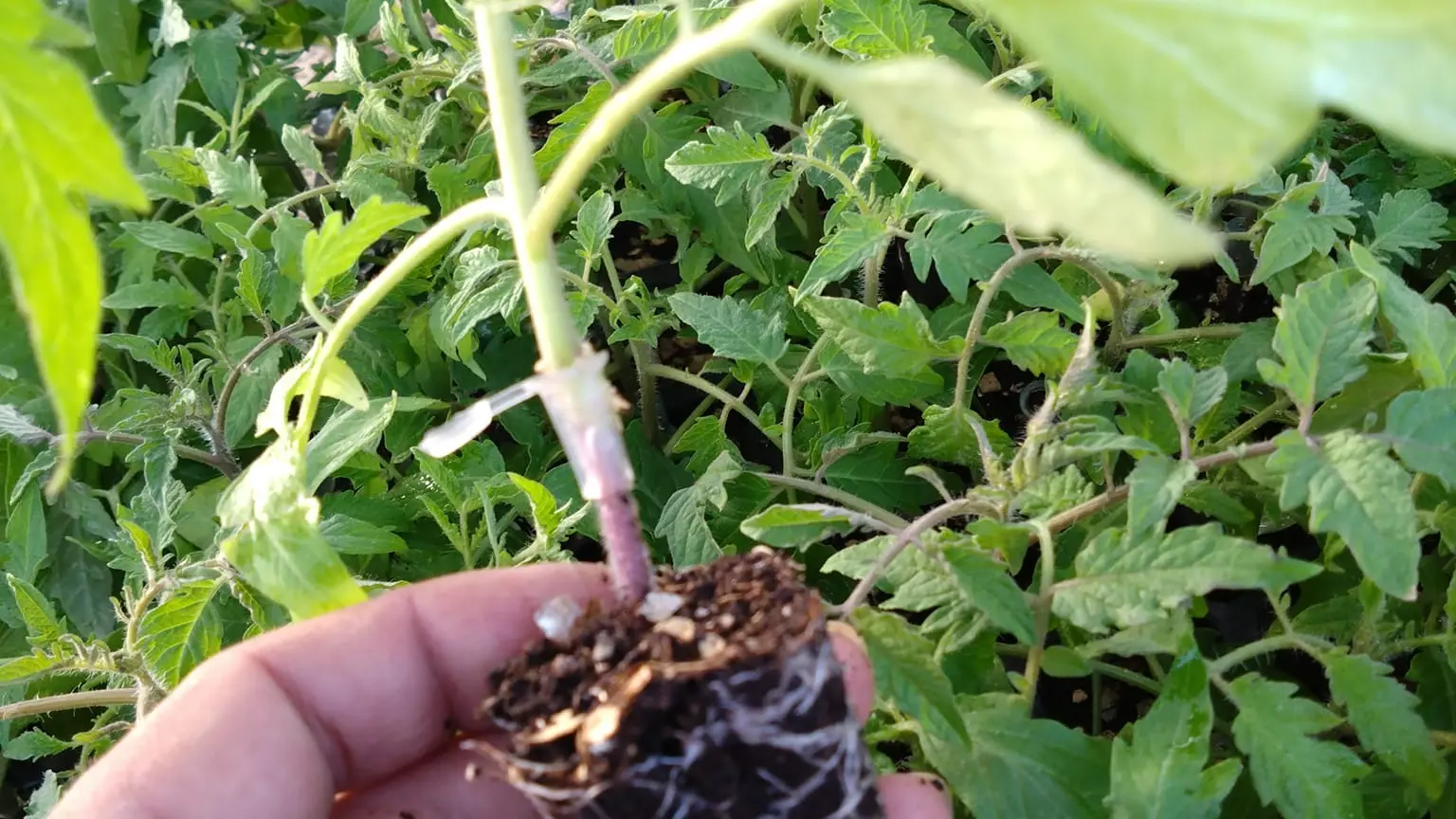 Potager de la Musiquette