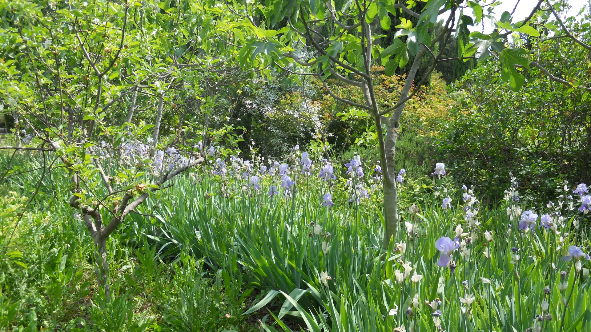 Jardin du Domaine d'Orvès