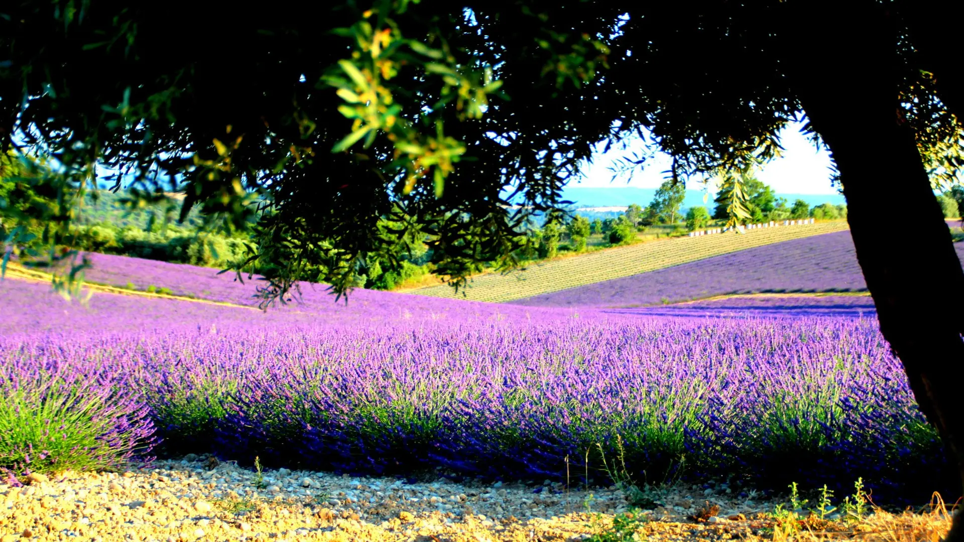 Champs de lavande