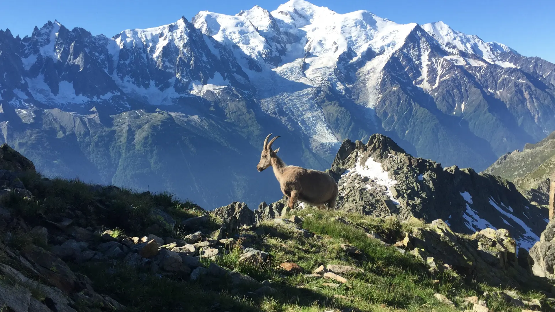 Lac Blanc bouquetin