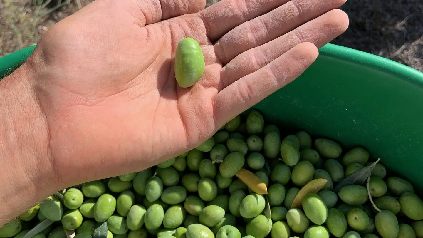 Amouriès - Domaine Delabarre Olive oil producer in Mouriès Bucket of olives