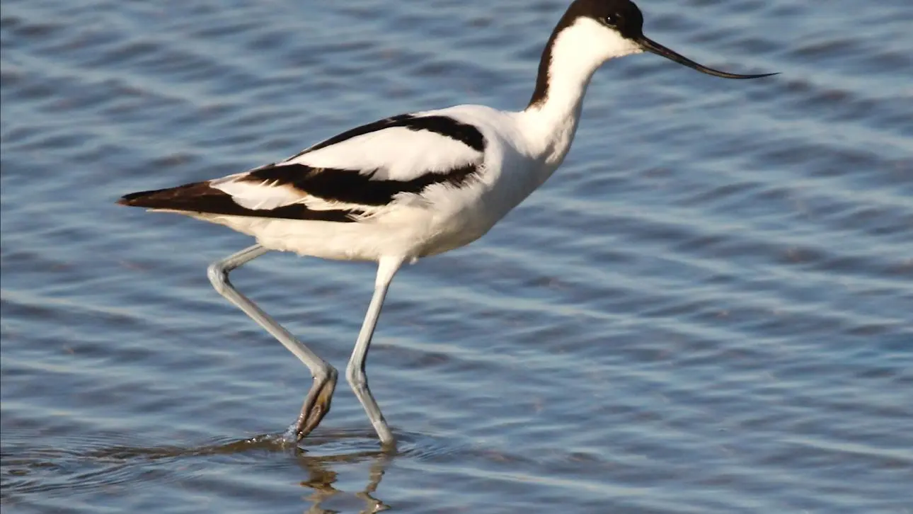 AVOCETTE