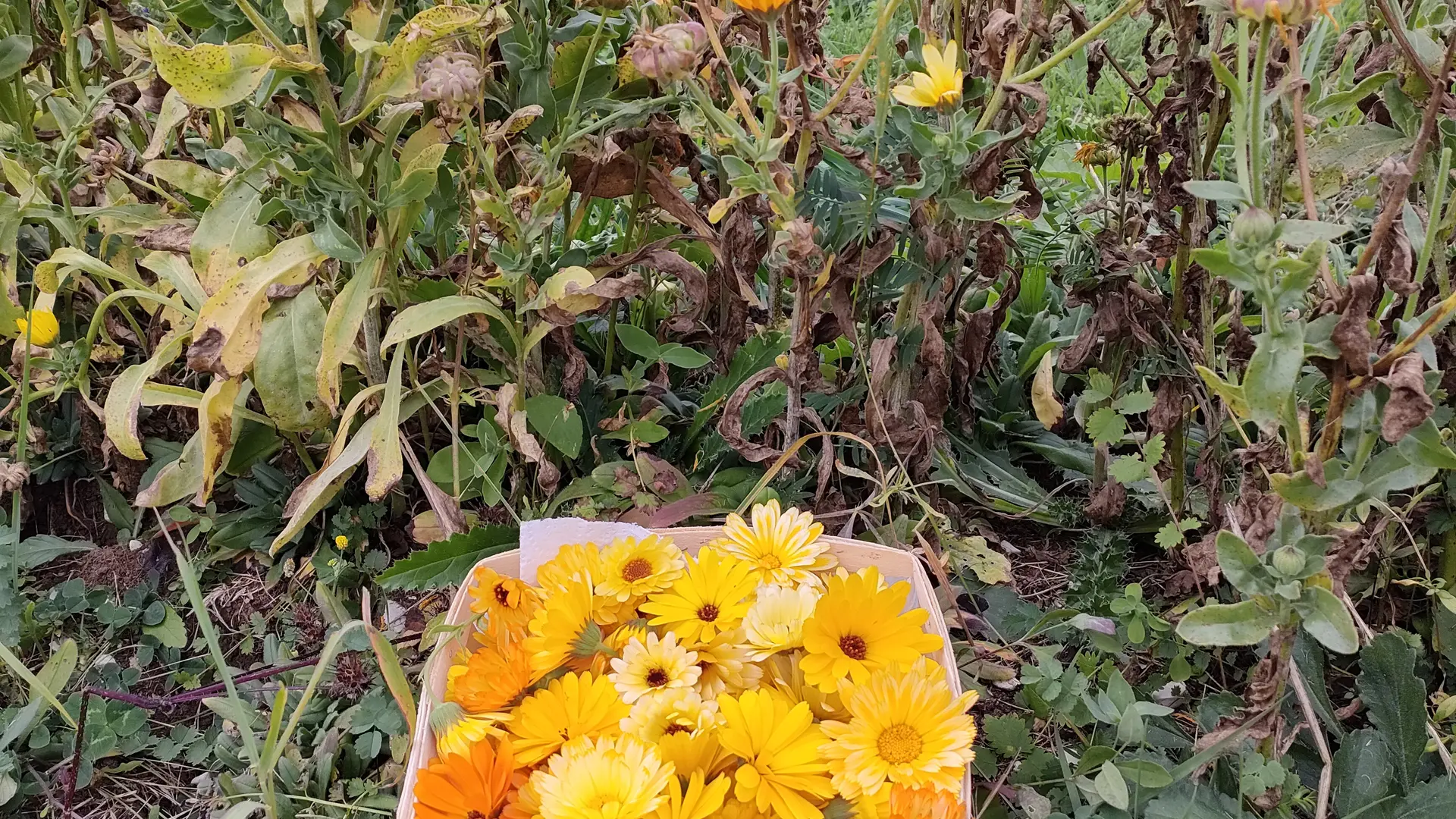 Les Demoiselles du Plateau - Cueillette du jardin