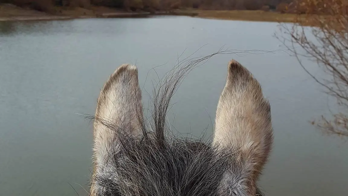 Cheval regardantle lac de St Cassien