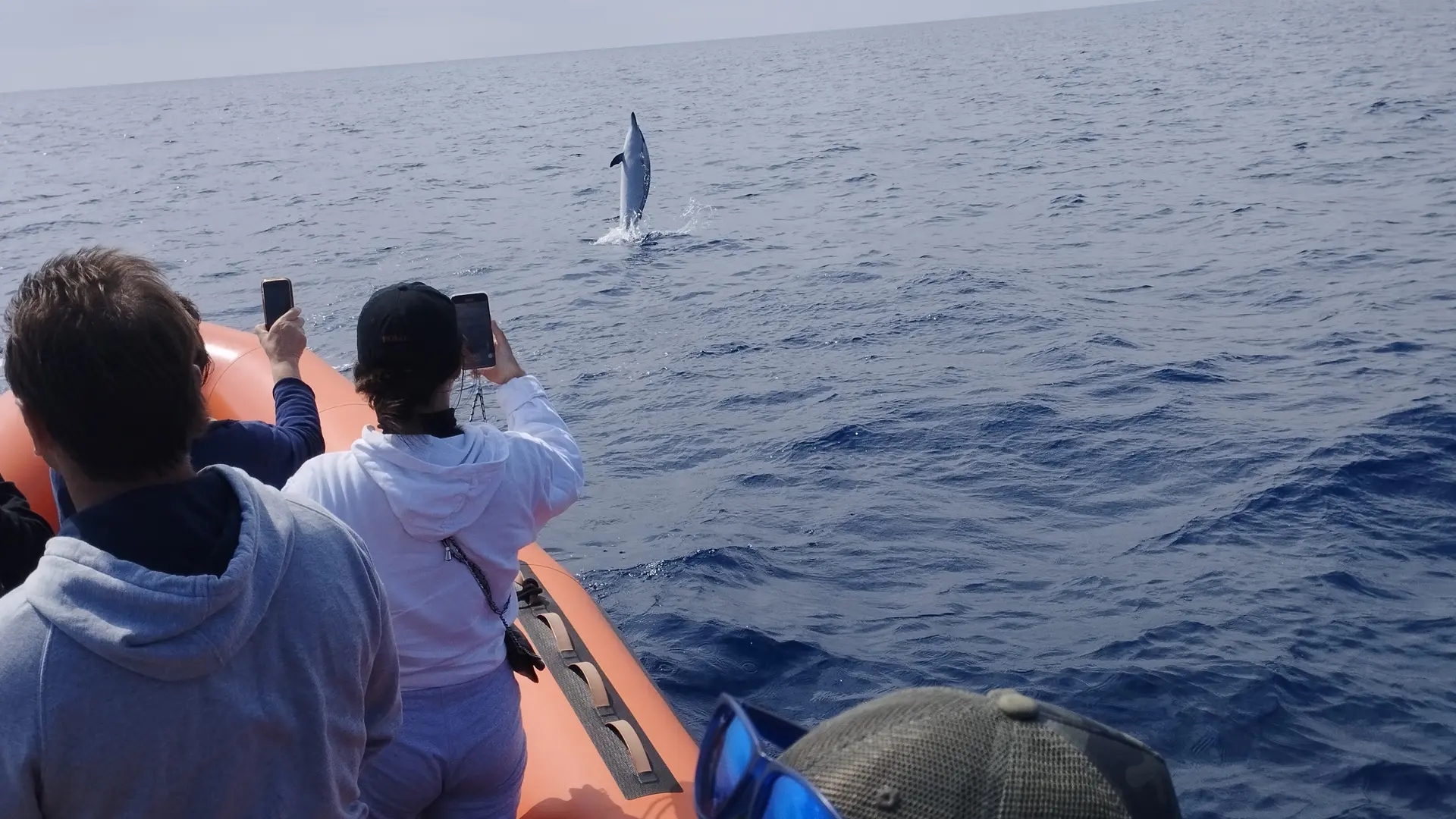 Saut dauphin bleu et blanc