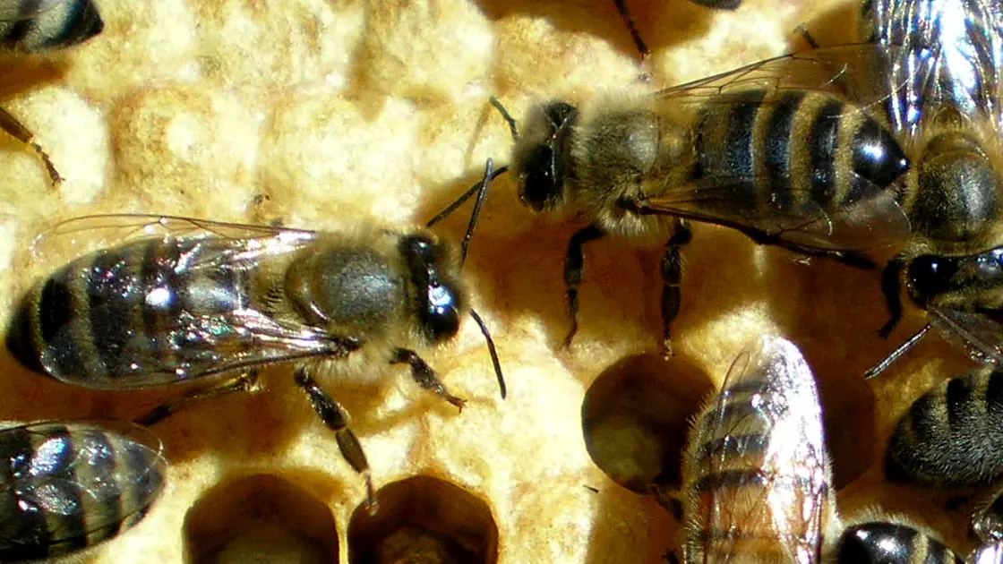 Abeilles - Miellerie pédagogique des Délices au Miel