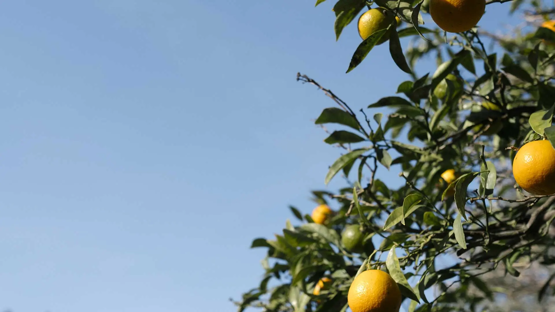 Orangen und Azurblau