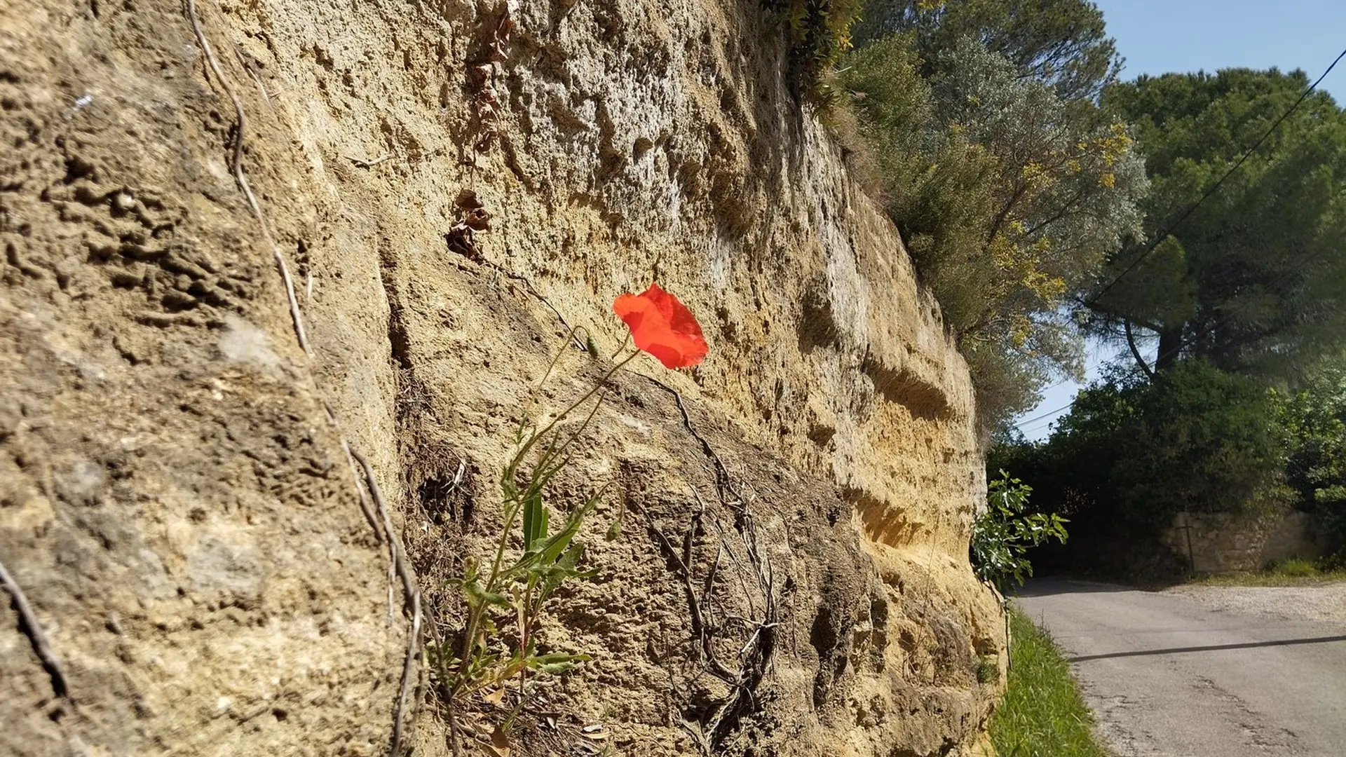 Affleurement de molasse le long du chemin