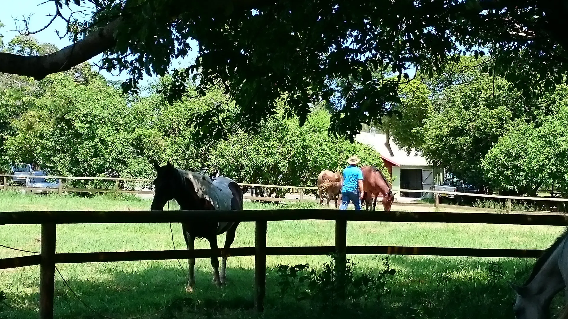 Cheval dans l'enclos