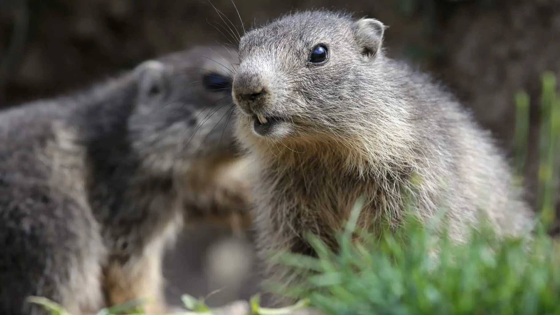 marmottes
