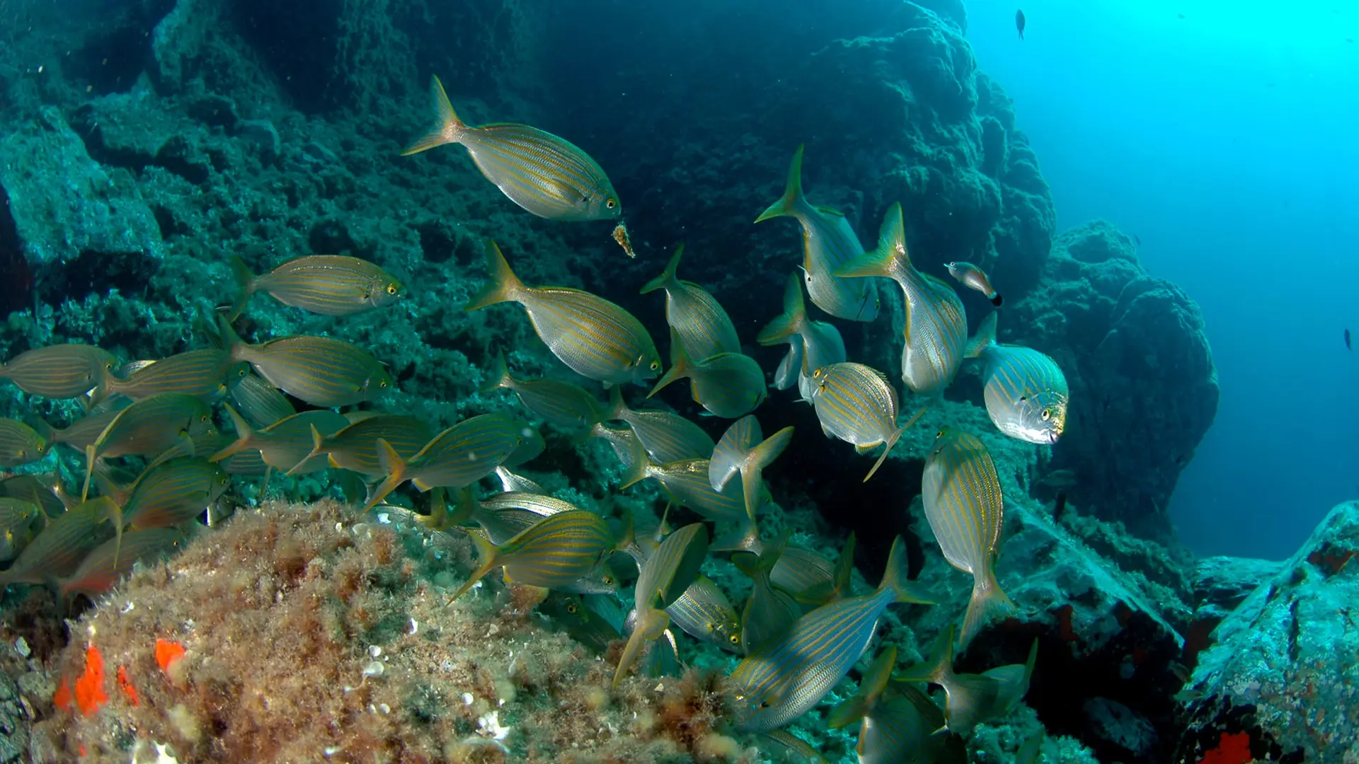 faune sous marine au site des 2 frères