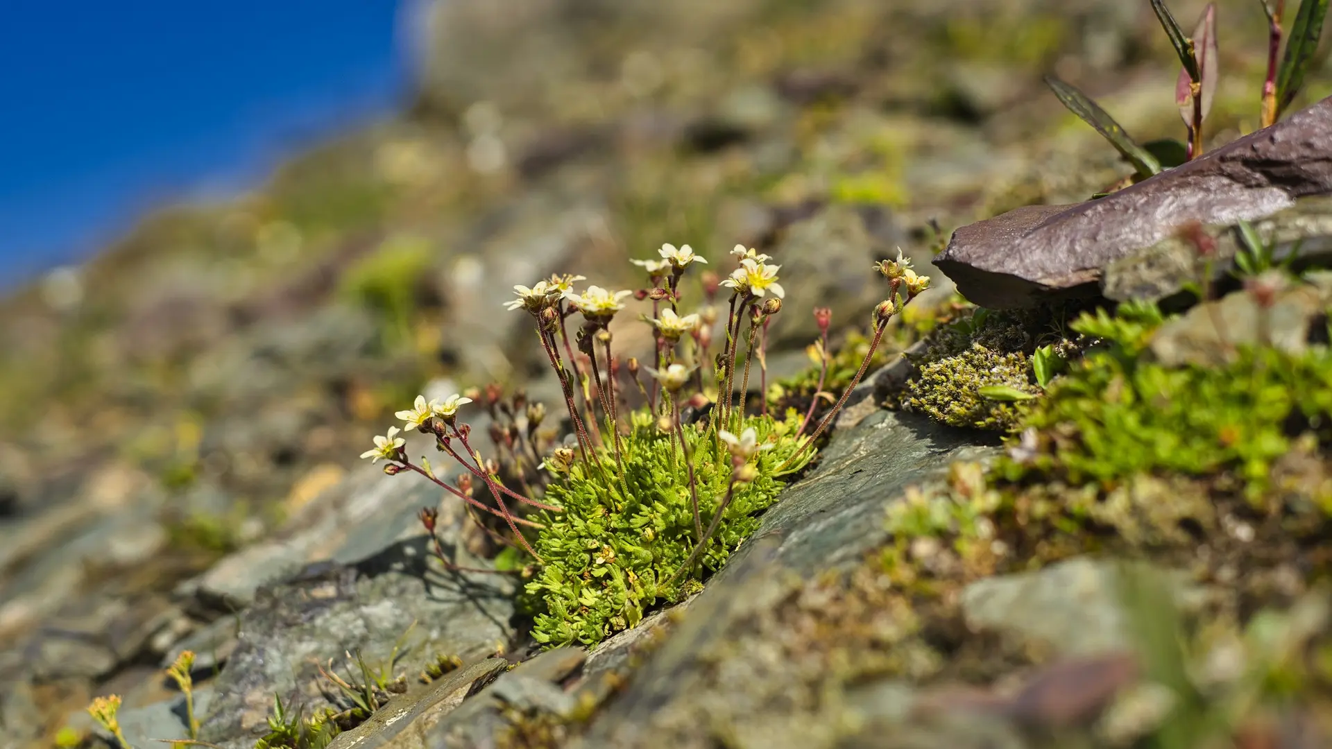 fleur de montagne