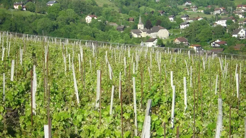 l'église d'Ayze et le côteau viticole d'Ayze