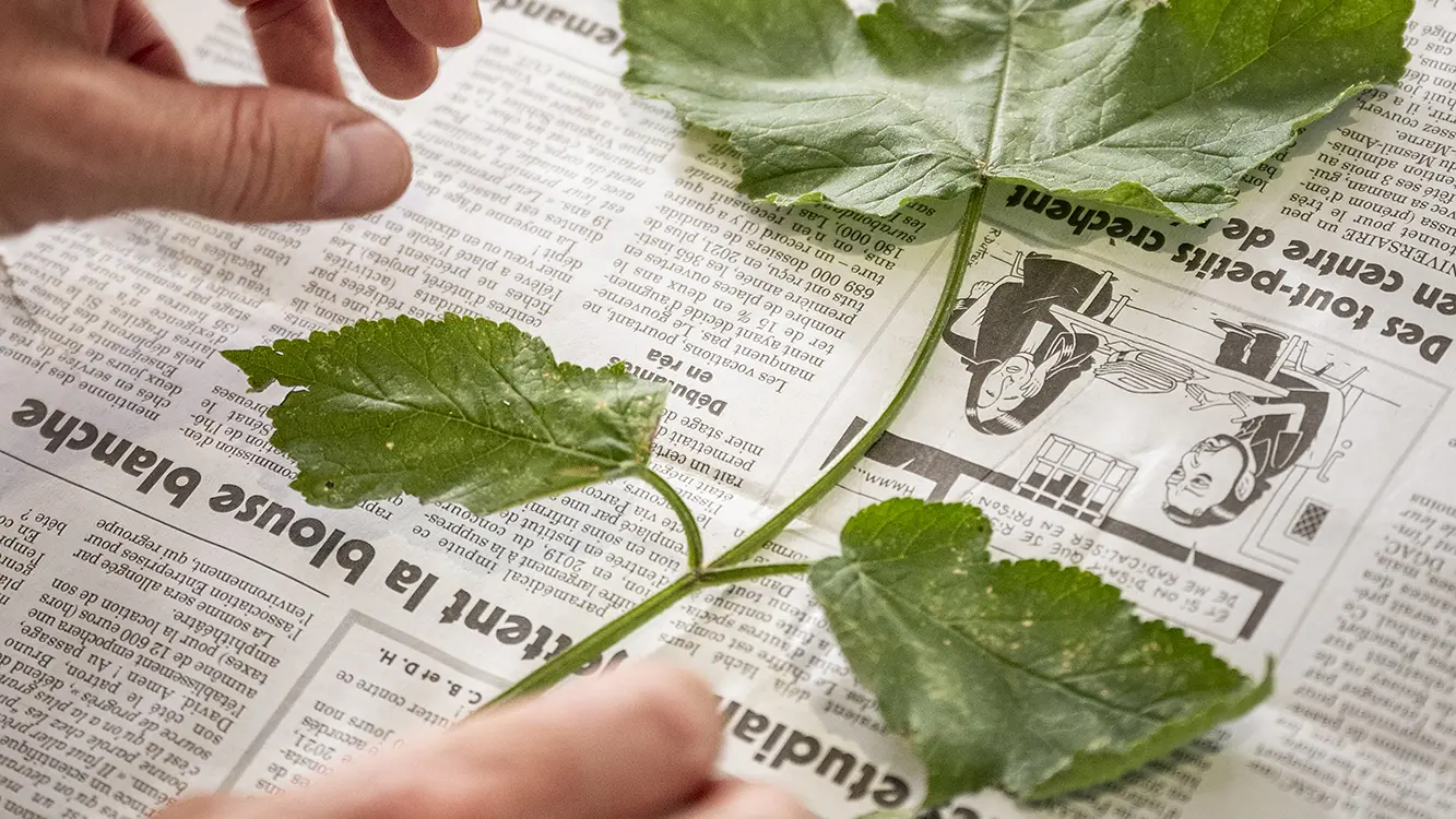 séchage d'une plante e, vue de la fabrication d'un herbier