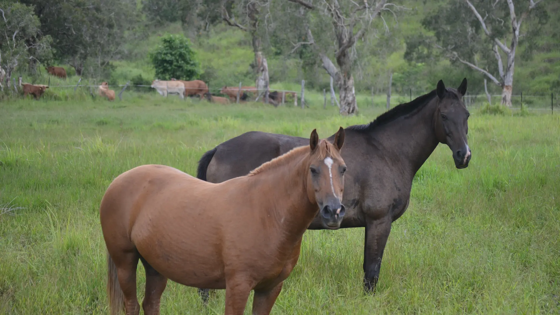 Chevaux